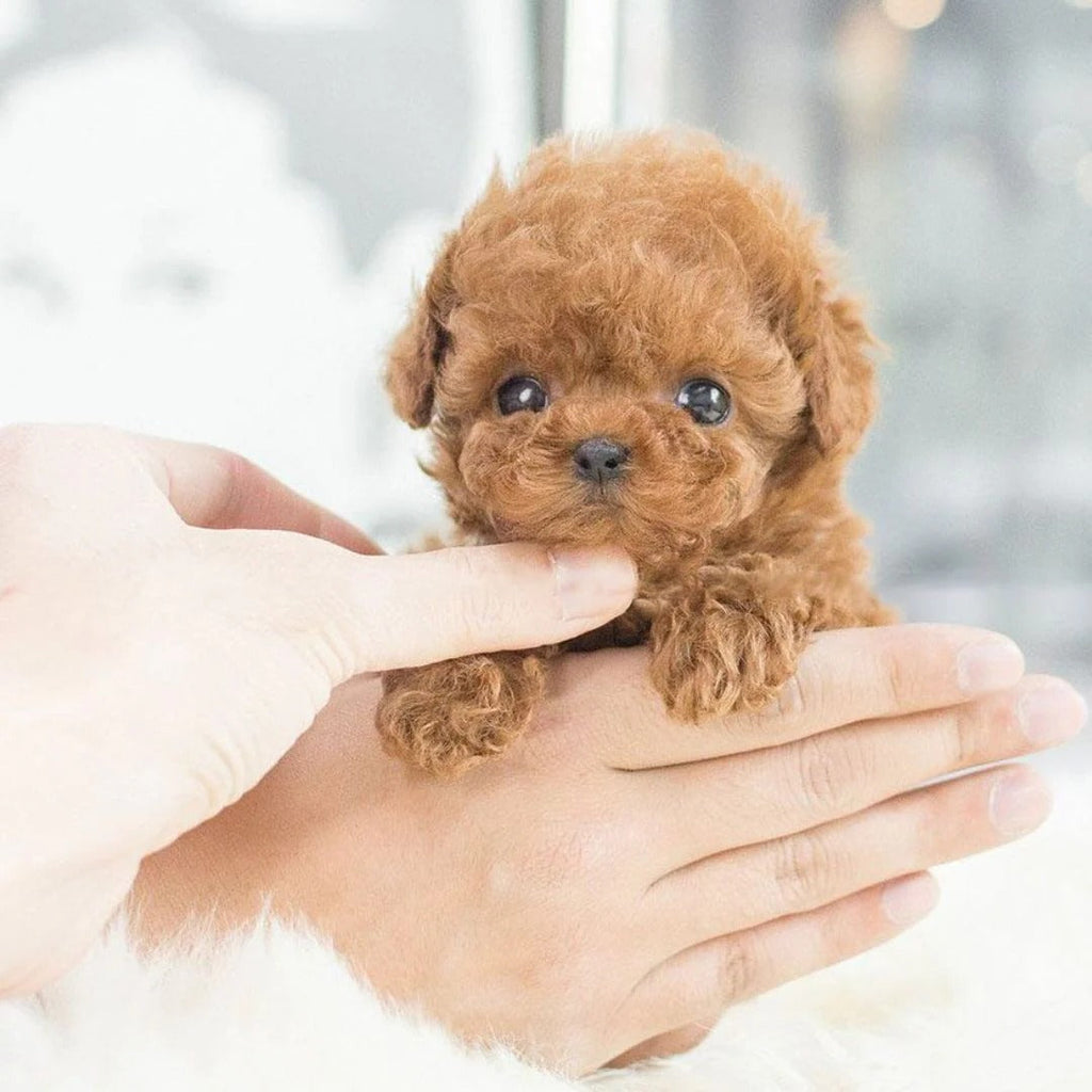 Interactive Robotic Puppy